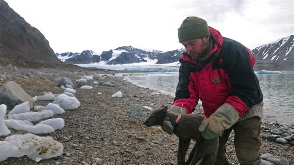小北極狐從挪威走到加拿大 76天跋涉3506公里破紀錄