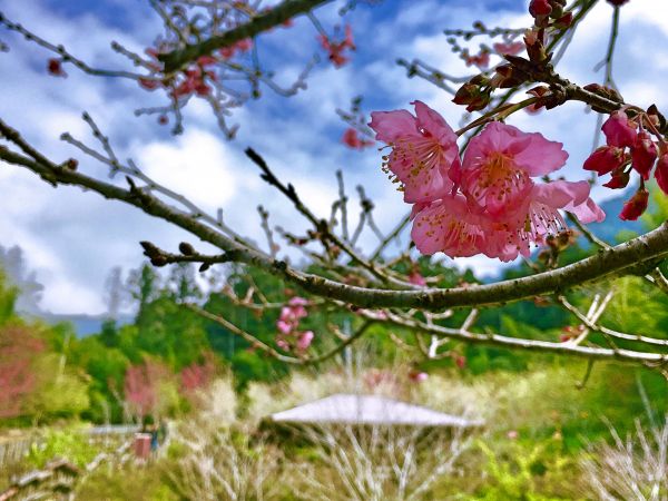 櫻花嬌 竹林靜 溪水潺潺 悠遊阿里山迷糊步道福山古道