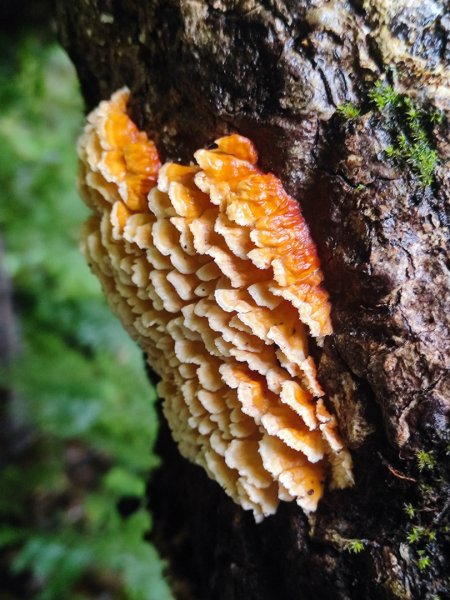 北得拉曼神木群連走內鳥嘴山2940214