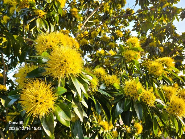 20251216太平山石門山小粗坑山O型+蕃薯藤TINA廚房2972660