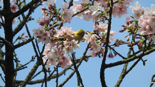 #綠繡眼 訪花 #吉野櫻 #天元宮 #楓樹湖 03162736676