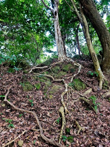 (鳶山山系)鳶山彩壁-2025微笑山線大縱走尋寶集章任務2855209