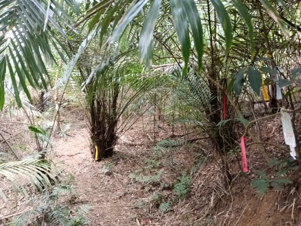 寶山鄉寶山水庫(寶山東峰+中峰+中西峰+西峰+西北峰)+尖山O型3012560