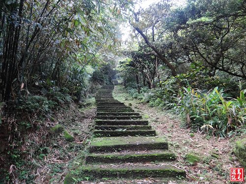 【新北市】金字碑古道鐘萼木開花