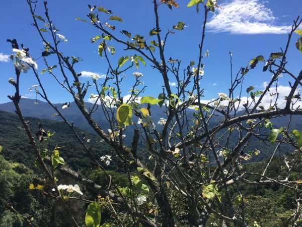 熊空茶園、西熊空山2293080