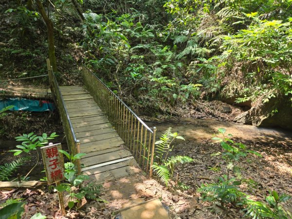新化林場後山步道2776972