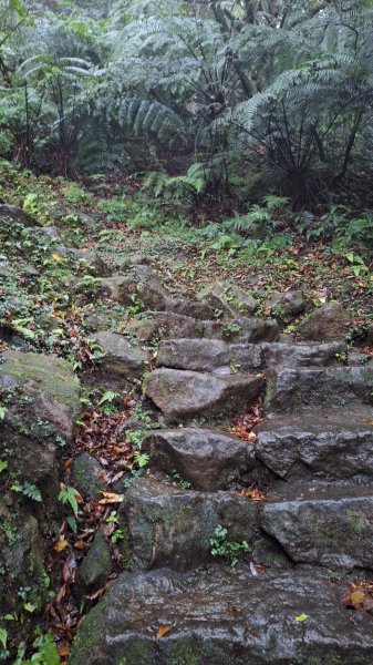 20251019 苗圃-七星山-小油坑2921121