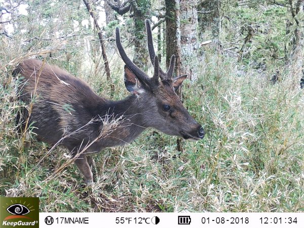 【新聞】野生動物監測新紀元 中大型哺乳動物全臺監測網成形