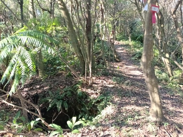 基隆市界寮縱走之七分寮山+友蚋山+印地安頭像+七汐農路O型2967947