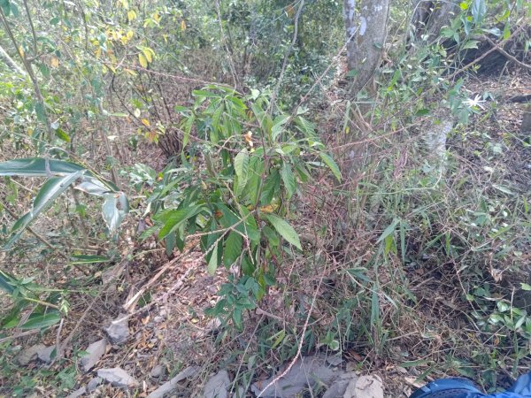 盆貿里山三盆連走2749553