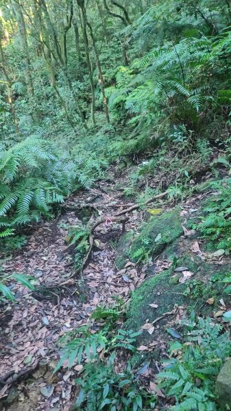 2026-0213 苗圃-凱達格蘭山-七星錐-七星山南峰-小油坑-竹子湖-水車寮步道-湖田猴崁步道-3005649