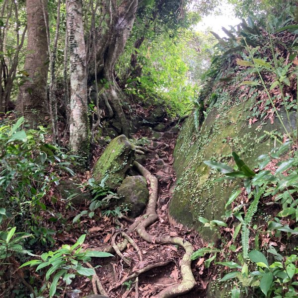 關西赤柯山、東獅頭山步道2278803