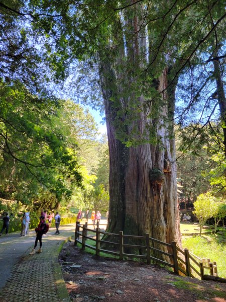 2026-0705-大雪山神木啞口健行3082570
