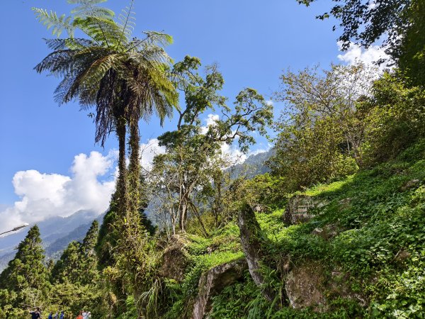 [百山百鳥尋旅-05/15] 2025_0830 溪頭賞鳥步道_銀杏步道2875499