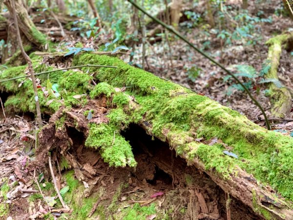 2021.03.14 「水社大山 」1307254