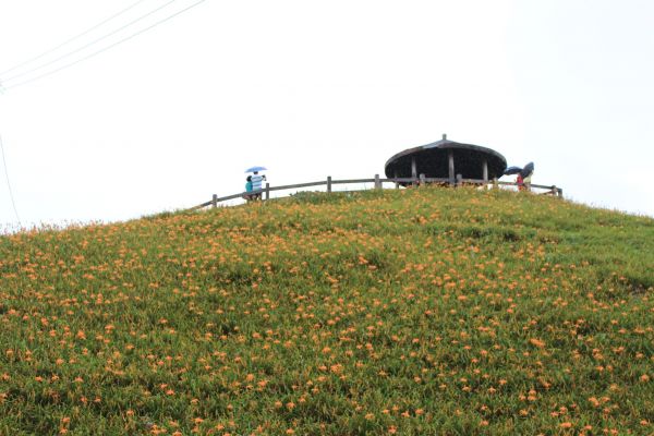 太麻里金針山步道397227