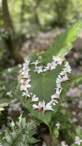 20250504大艽芎古道2837812