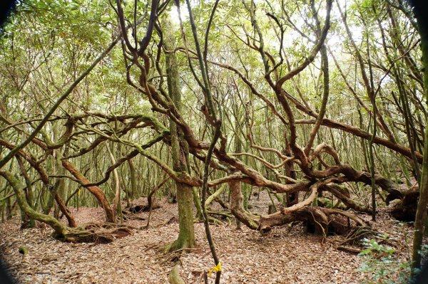 臺中 和平 橫嶺山、沙蓮山、笛吹山2974938