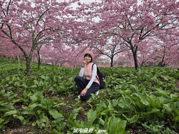 【台中和平】2026福壽山農場千櫻園賞櫻季3010673