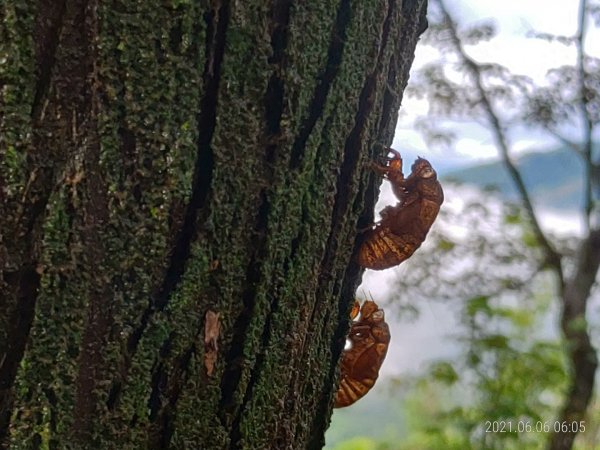 六月上旬晨走義確山下1413408