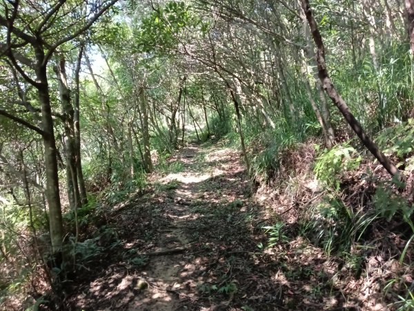 內湖區大丘田保甲路+開眼山+白石湖山+白石湖山東峰+大邱田山+消防山O型2858876