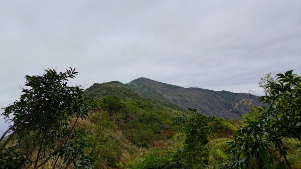 大武藏山2451035