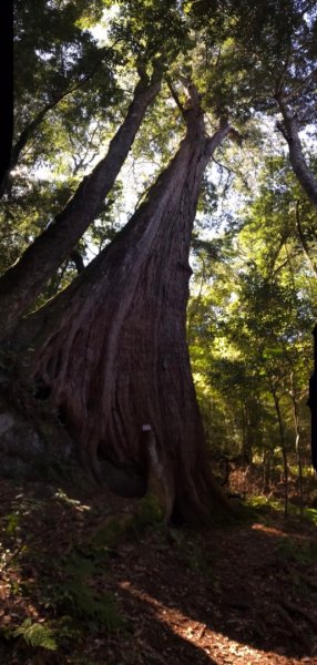 五峰天際線、尤命神木群（南比大鳥）2334170