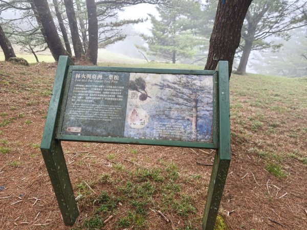 [山海圳_聖山之路_第二段2/4] 2026_0802 星鴉（台灣亞種）3109212