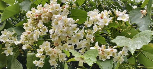 2025/04/25_苗栗鐘樓古道2771186