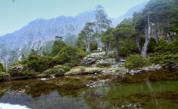 翠池秘境杜鵑登場囉~~43051