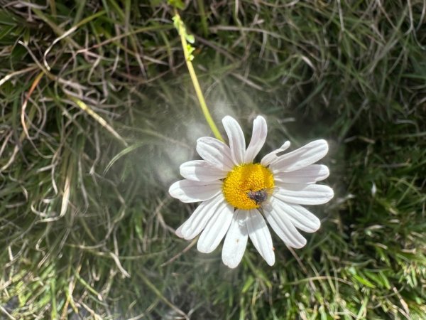 合歡山群峰（南峰、石門山、尖山、東峰）2626657