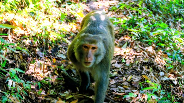 紅壇上紗帽山,花卉中心3016473