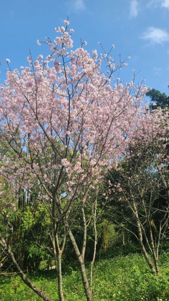 2025-0310臺北大縱走第七段2737278