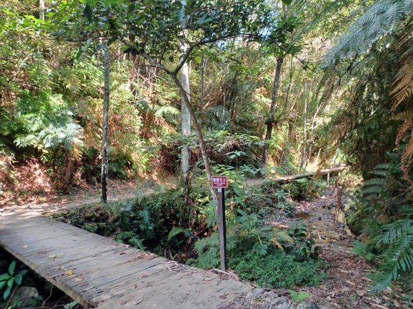 【南投魚池】澀水森林步道2933038