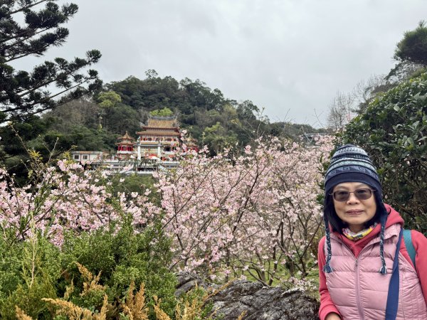 指南宮賞櫻2708133