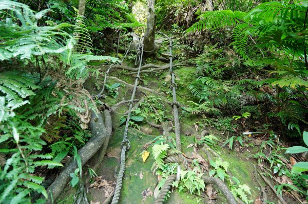 新北 三峽 白雞山、雞罩山2551217