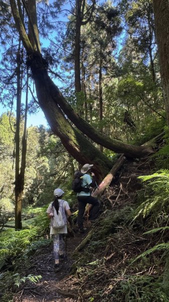 20251005小百岳金柑樹山2906983