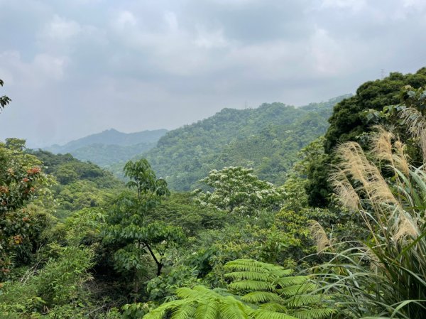 土城四秀賞桐花1688277