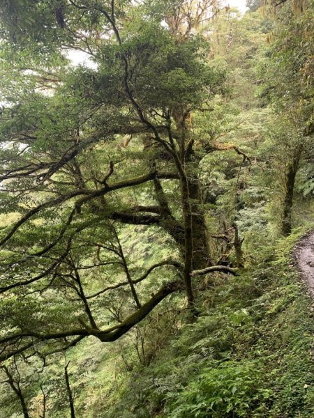 檜山巨木群步道2324140