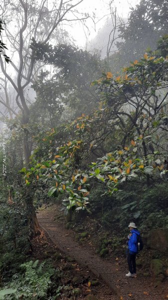 《南投》迷霧河津櫻｜鳳凰自然教育園區步道及木荷林202403032445428