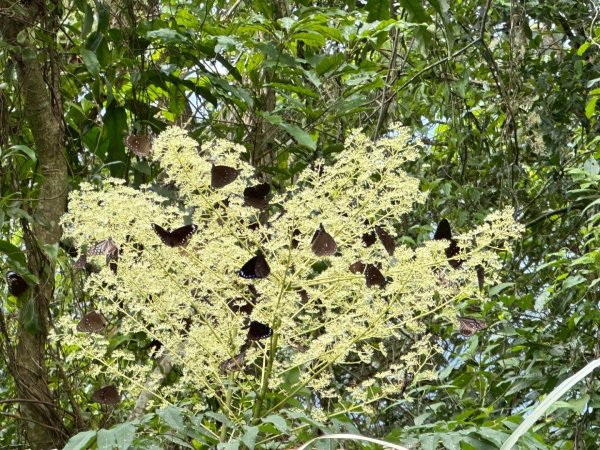 114.08.16大武山之門桑留守山2861734