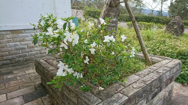 三角點之旅~小百岳第22座-東眼山104372