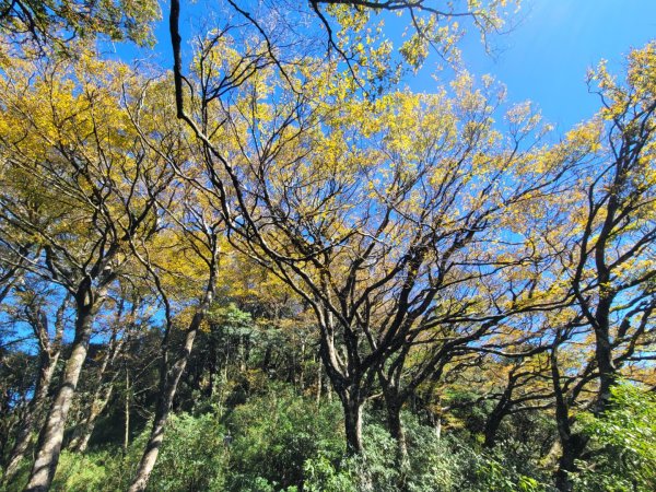 20231118 南插天山 魯培山 山毛櫸秘境2355657