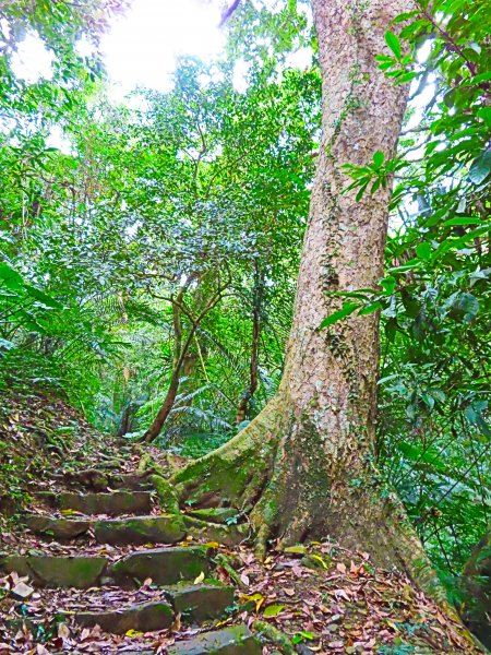 台灣阿凡達奇幻森林國度：大板根森林步道551218