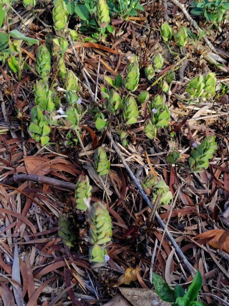 霧里乙部落-舊內文社-霧里乙山東北峰-霧里乙山-霧里乙南山-獅子頭山2766055