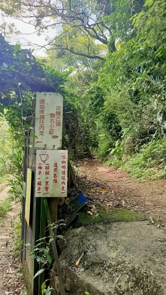 111.06.19 陽明山系 高頂山+北五指山大草原 (荷蘭古道+內雙溪古道)大O型環狀路線1740420