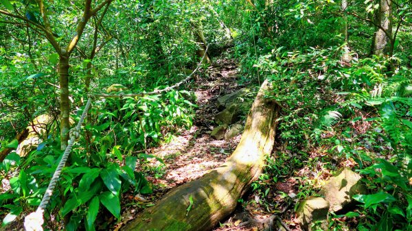 紅壇上紗帽山,花卉中心3016477