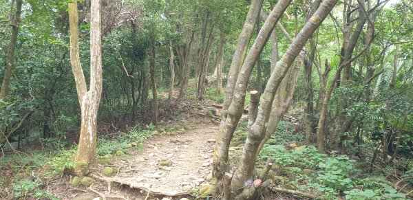 飛鳳山 觀日坪古道1752061