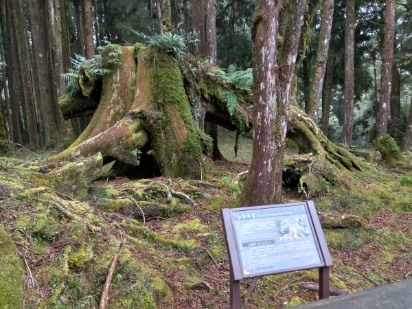 阿里山國家森林遊樂區-姐妹潭1209533