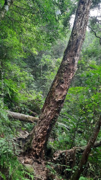 《新竹》斷崖神木｜北得拉曼步道小P繞202510172917549